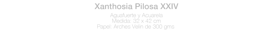 ficha-Xanthosia-JH.jpg