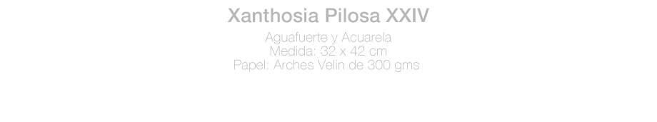 ficha-Xanthosia-JH.jpg